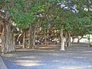 Banyan Tree in Lahaina